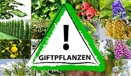 Giftige Pflanzen Babyclub De